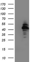 ECRG4 Antibody