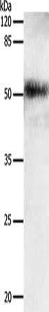 EDA antibody