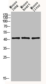 EDA Antibody