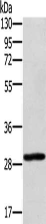 EDA2R antibody