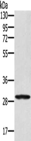 EDA2R antibody