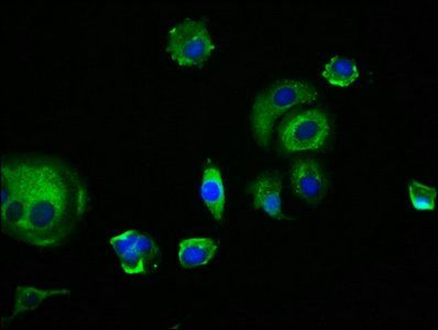 EDAR Antibody