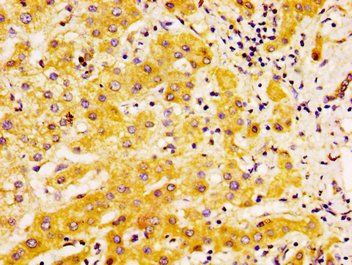 EDAR Antibody