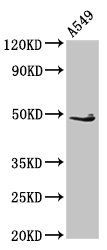 EDAR antibody