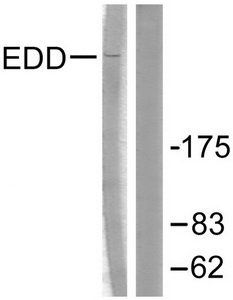 EDD Antibody
