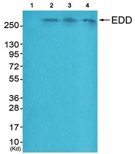 EDD antibody