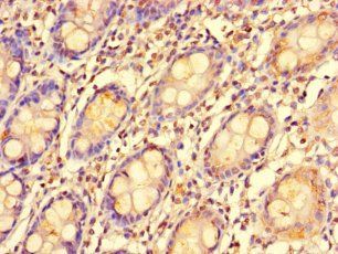 EDEM2 Antibody
