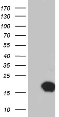 EDF1 Antibody