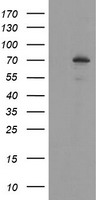 LPAR1 Antibody