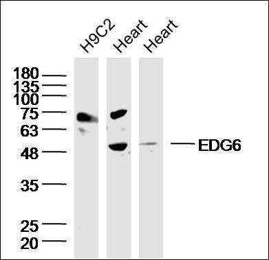 EDG6 antibody