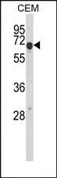 EDIL3 antibody