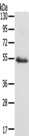 EDIL3 Antibody