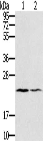 EDN2 antibody