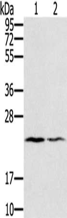 EDN2 Antibody