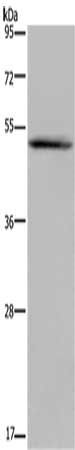 EDNRA antibody