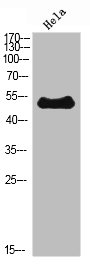 EDNRB Antibody