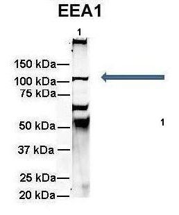 EEA1 antibody