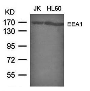 EEA1 Rabbit Polyclonal Antibody