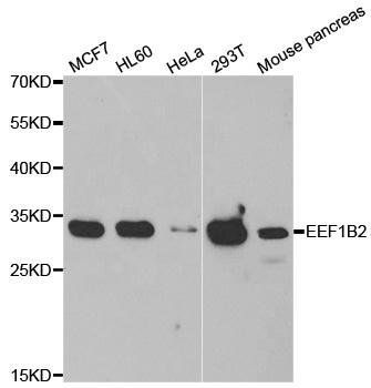 EEF1B2 antibody