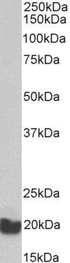 EEF1E1 antibody