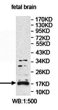 EEF1E1 antibody