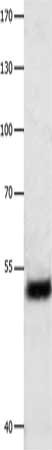 EEF1G Antibody