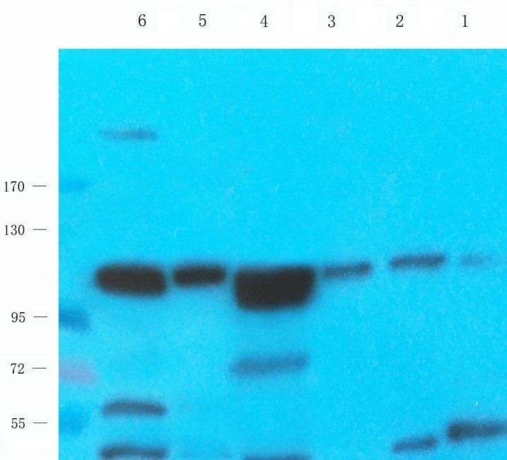 eEF2 antibody