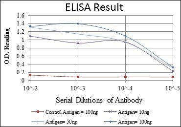 EEF2 Antibody