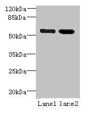 EFCAB14 Antibody