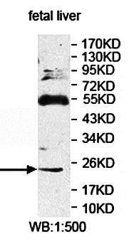 EFCAB1 Rabbit Polyclonal Antibody