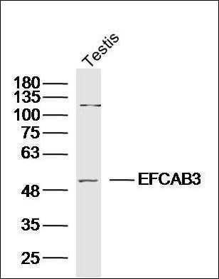 EFCAB3 Rabbit Polyclonal Antibody