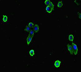 EFCAB7 Antibody