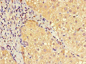 EFCAB7 Antibody