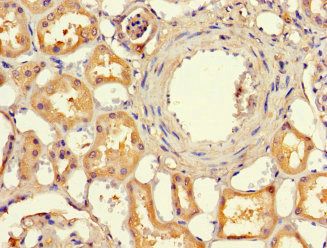 EFCAB7 Antibody