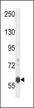 EFCB7 antibody