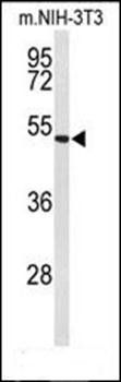 EFEMP2 antibody