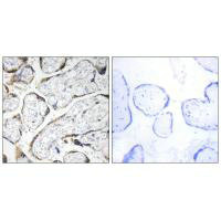 EFEMP2 Antibody