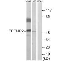 EFEMP2 antibody