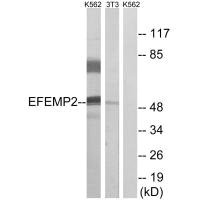 EFEMP2 Antibody