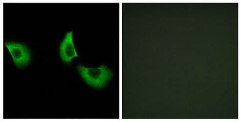 EFEMP2 antibody