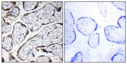 EFEMP2 Antibody