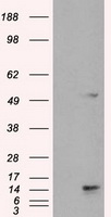 EFHD1 Antibody