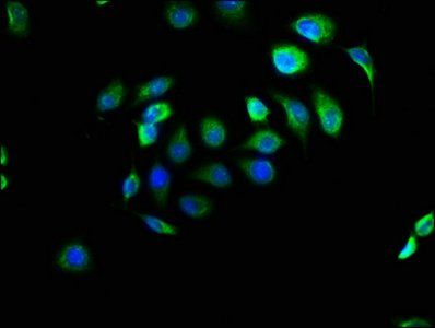 EFHD1 Antibody