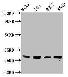 EFHD1 antibody
