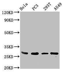 EFHD1 Antibody