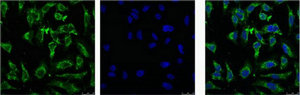 EFHD1 Monoclonal Antibody