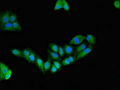 EFHD2 Antibody