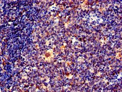 EFHD2 Antibody