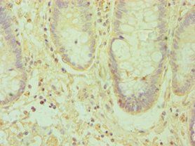 EFNA1 antibody