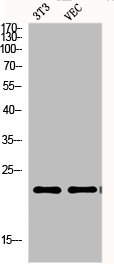 EFNA1 antibody